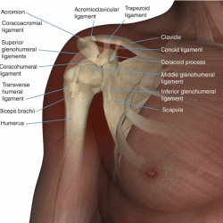 Bony label limb upper shoulder structures head chegg points question transcribed text show neck