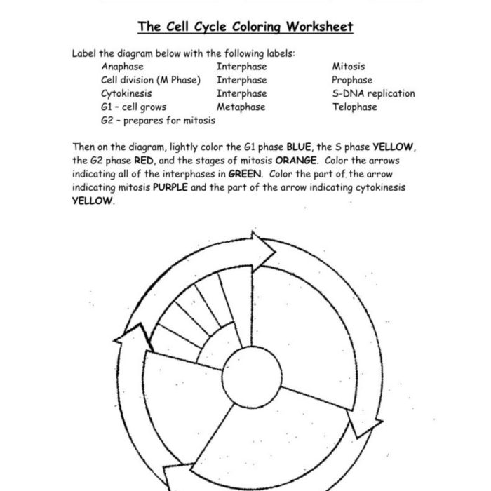 The cell cycle coloring worksheet answer key pdf