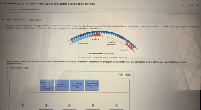 Rank the primers in the order they were produced