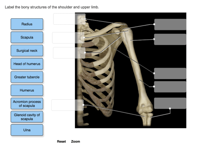 Label the bony structures of the shoulder and upper limb.