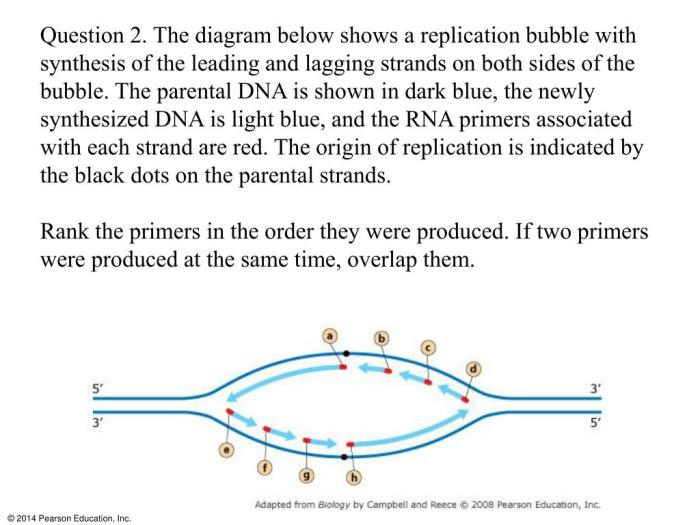 Rank the primers in the order they were produced