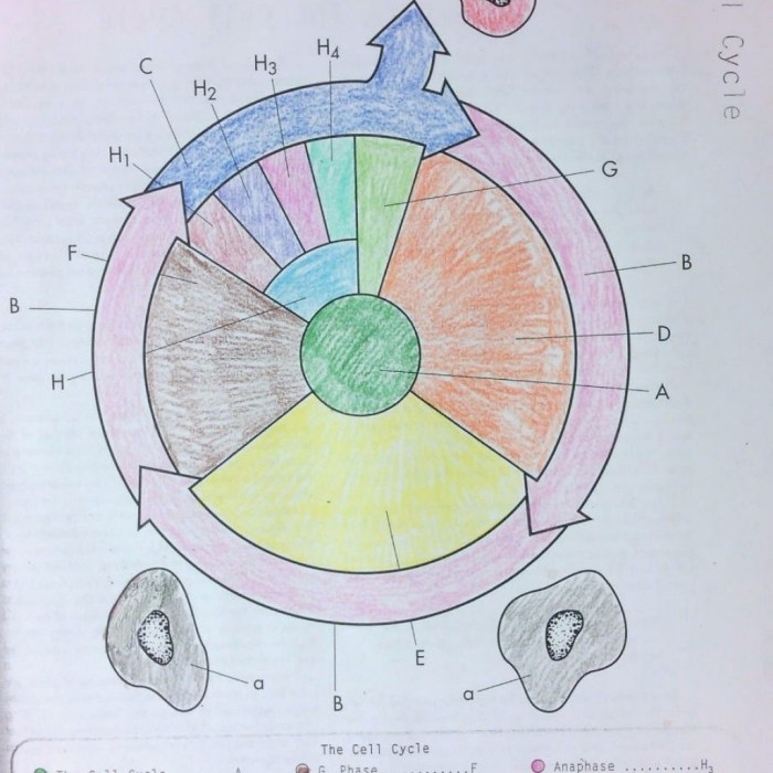 Cycle cell worksheet coloring answer key answers worksheets sheet drawing color biology mitosis colouring division template printable grade pages sketchite